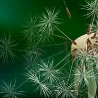 蒲公英AI助手