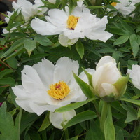 北京慧听公司安卓手机方言录入-数据录入-找兼