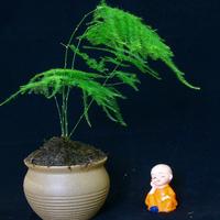 清梅產(chǎn)品設(shè)計