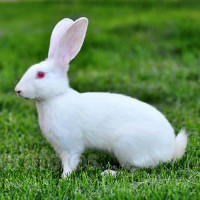 大耳朵小白兔
