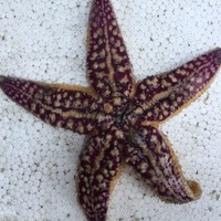 网吧广告投放,桌面大屏带链接