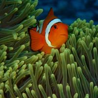 江西九江某县城英语培训机构开业在即,急需开