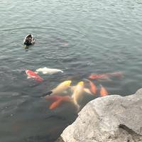 未名湖的胖錦鯉