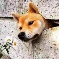 兔子與狗子奔小康