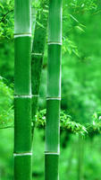 yanmoto