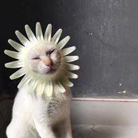 呼嚕文案