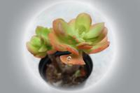 離人鎮(zhèn)小店