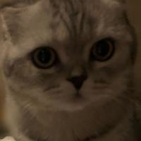 赫奇帕奇兔猻