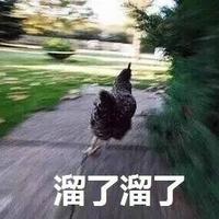 無情翻譯雞