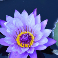 星簡(jiǎn)