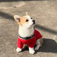 自由自在的羊
