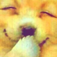汪豆豆