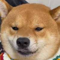 邢愛
