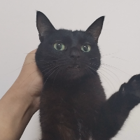 胖C軟測