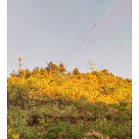 舜華