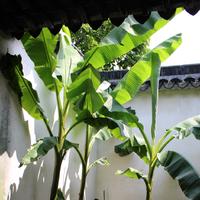 個(gè)人