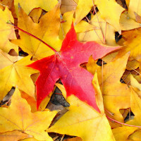 鱼塘改造景观(建筑桩基础改造和利用)