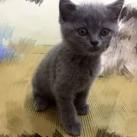 小龙虾店广告牌的广告语