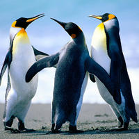 三个企鹅
