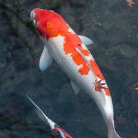 個(gè)人