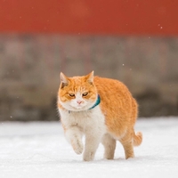 個人