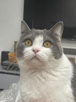 周小莉骐