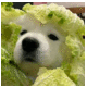 何露
