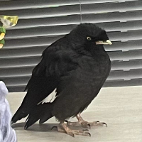 個人