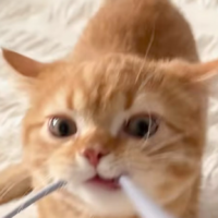 在日留学生提供专业日语翻译服务